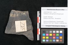 Foto (Objekt + Etikett) von Flabellaria sublongirhachis Ettingshausen (NHMW-GEO-2024-0188-10231)